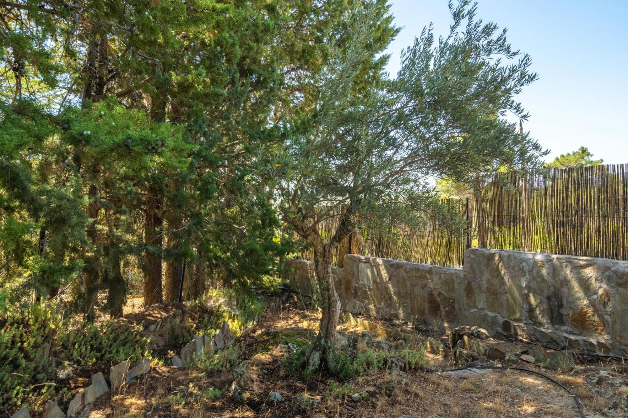Olivos De Robledo De Chavela